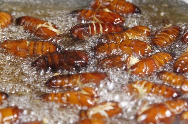 吃蝉蛹过敏的症状有哪些