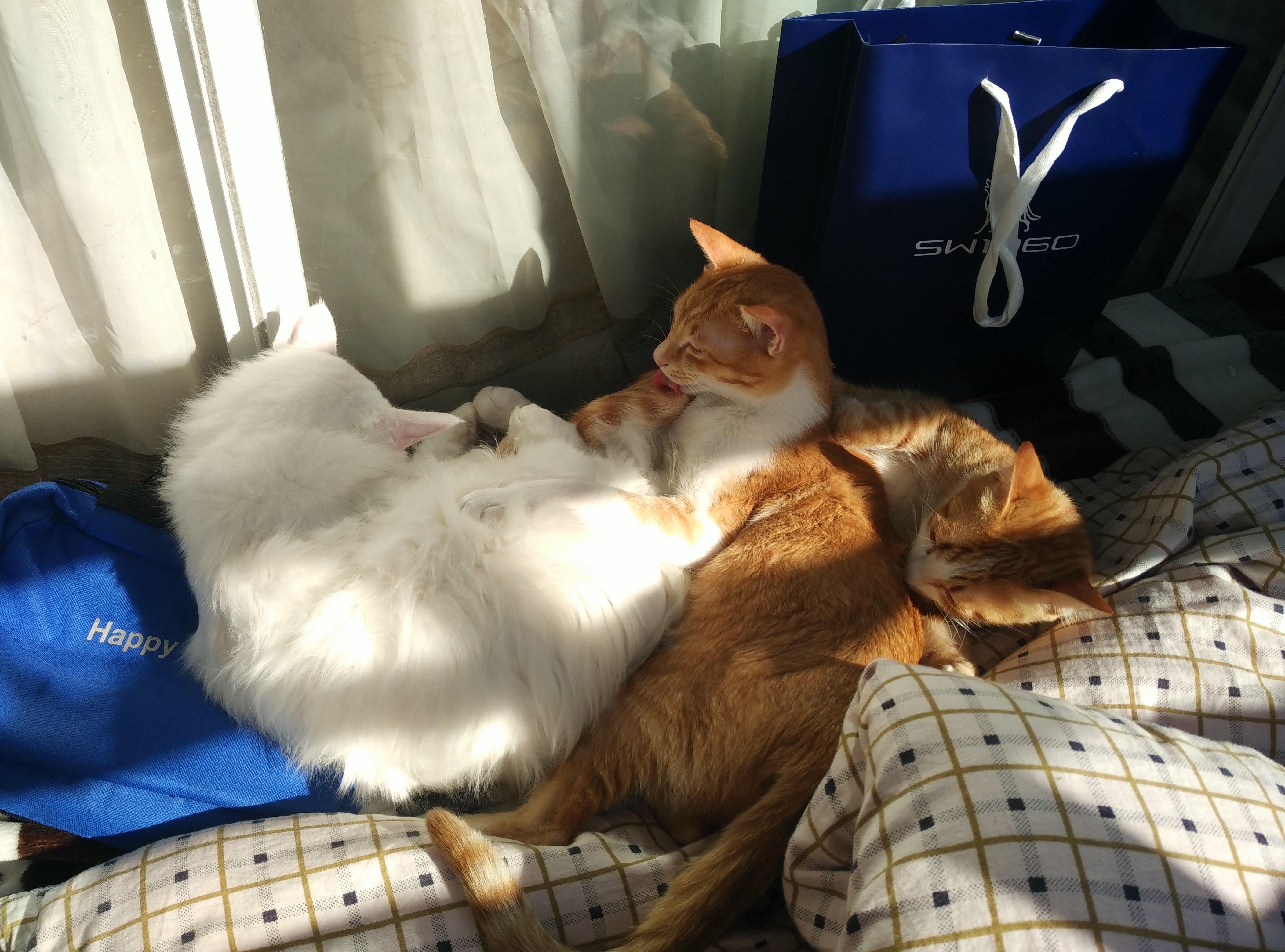 把流浪猫流浪狗带回家的契机是什么?