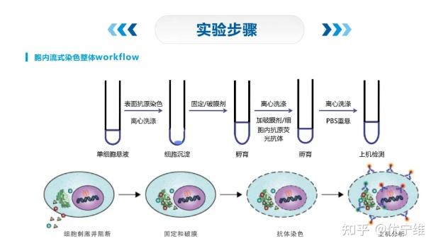 胞内流式染色系列二实验步骤