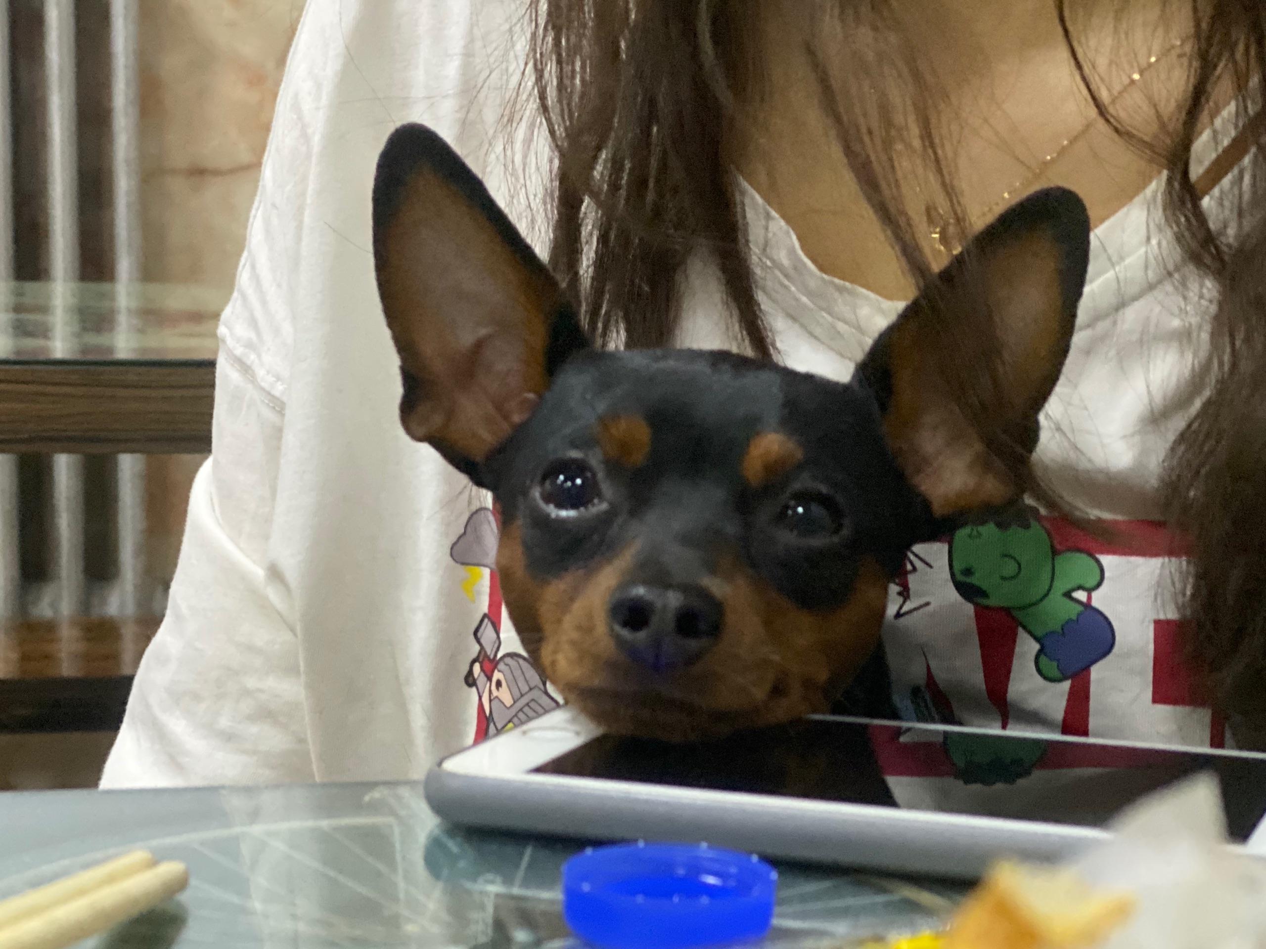 为什么养小鹿犬的人很少?