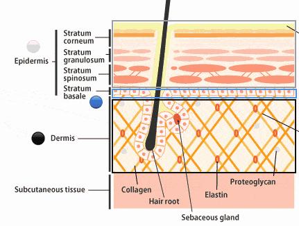 人类神经酰胺是什么神仙成分我可能需要来一打