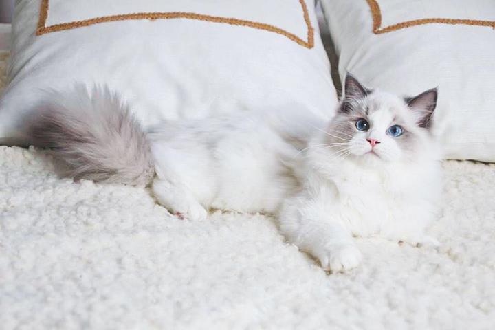 家养猫的正确打开方式~ - 知乎