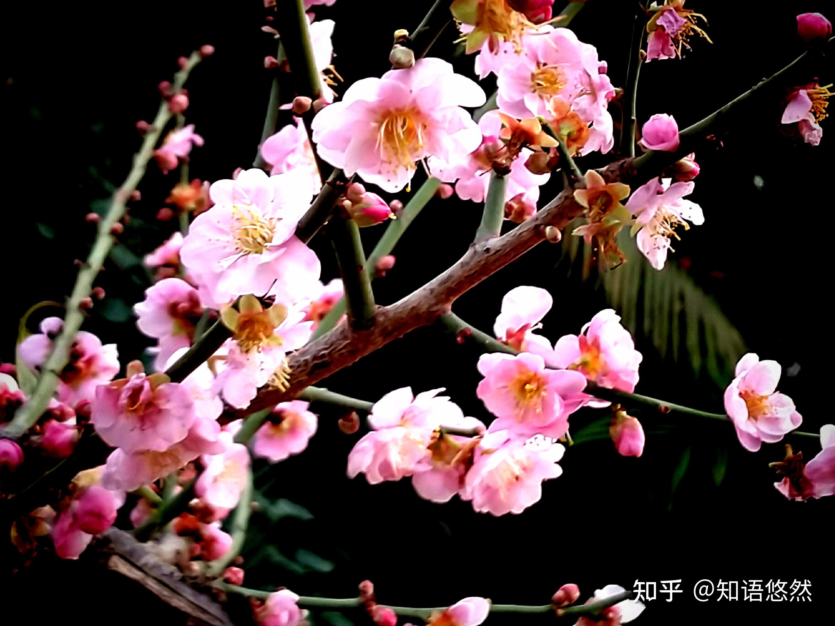2 月开花的植物有哪些？ - 知乎
