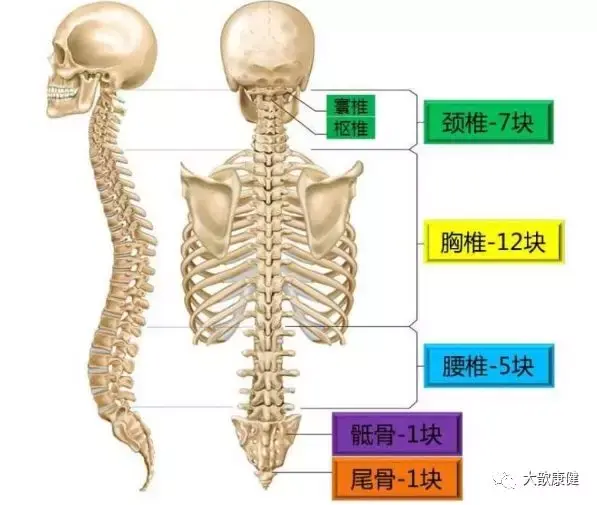 背部胸椎疼痛的拉伸康復