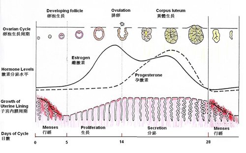 科學戰痘第一步痘痘的真相