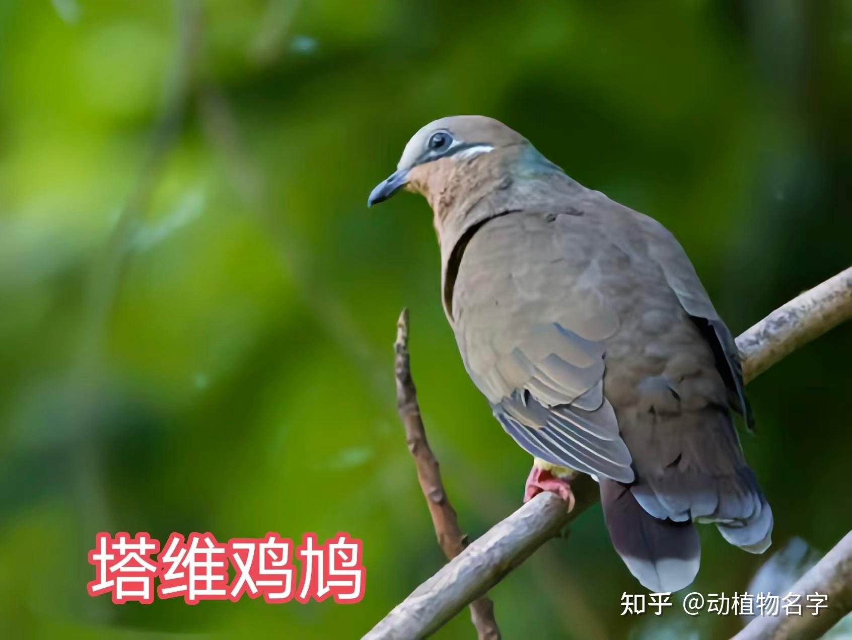 99图带你走进鸠鸽科鸟类的世界 - 知乎