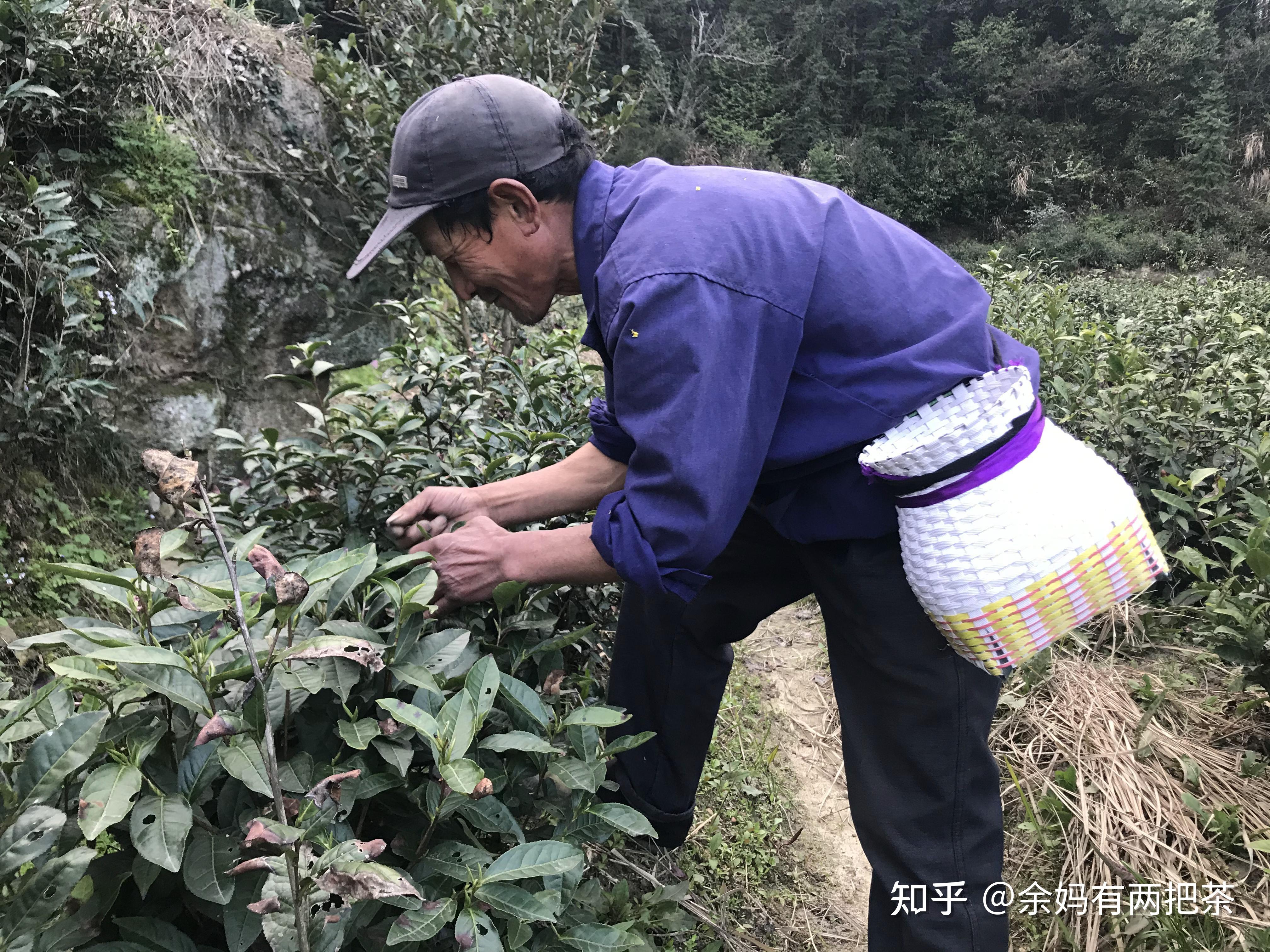 《中国日报》：安徽黄山鼓励导游员从事采茶工等临时工作