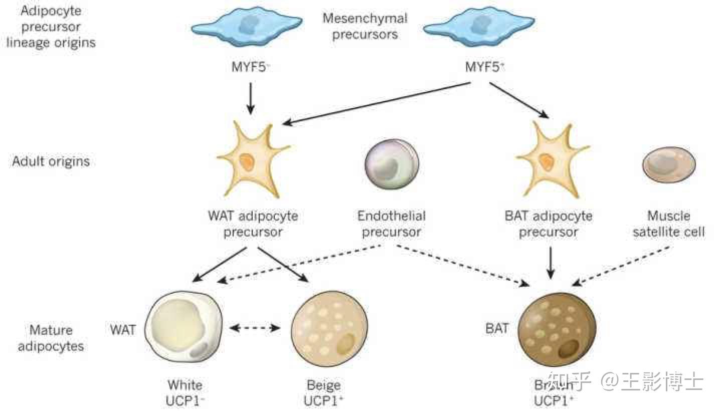 猪脂肪干细胞永生化-原代细胞-STR细胞-细胞培养基-赛百慷生物
