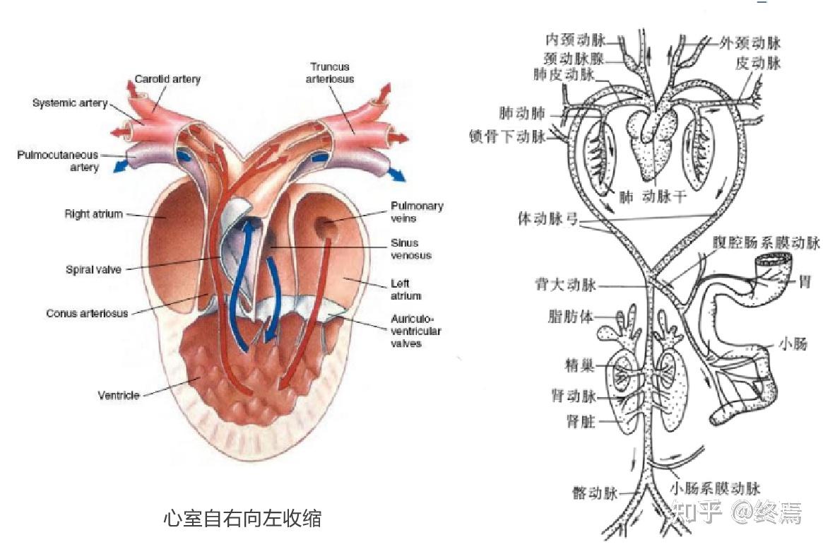 心脏主动脉弓图片