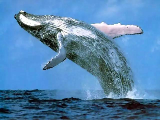 蓝鲸——我长这么大也不容易- 知乎
