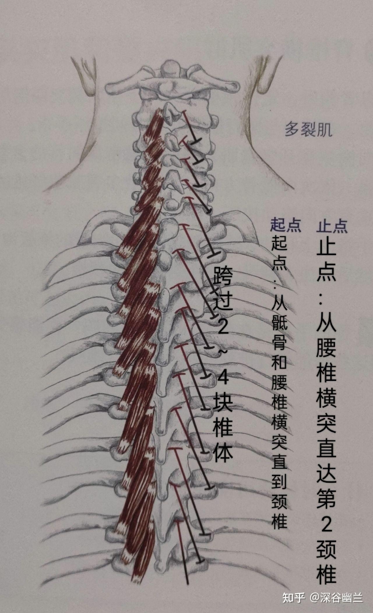 腰大肌腹内斜肌腹外斜肌使脊柱弯曲的肌肉有腹直肌