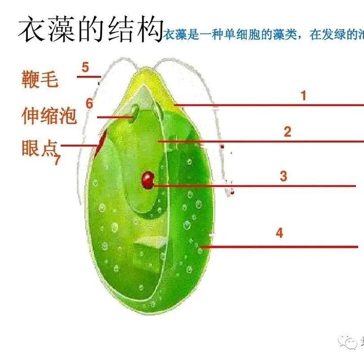 【原生生物界全系列-43】绿藻纲—衣藻目 - 知乎
