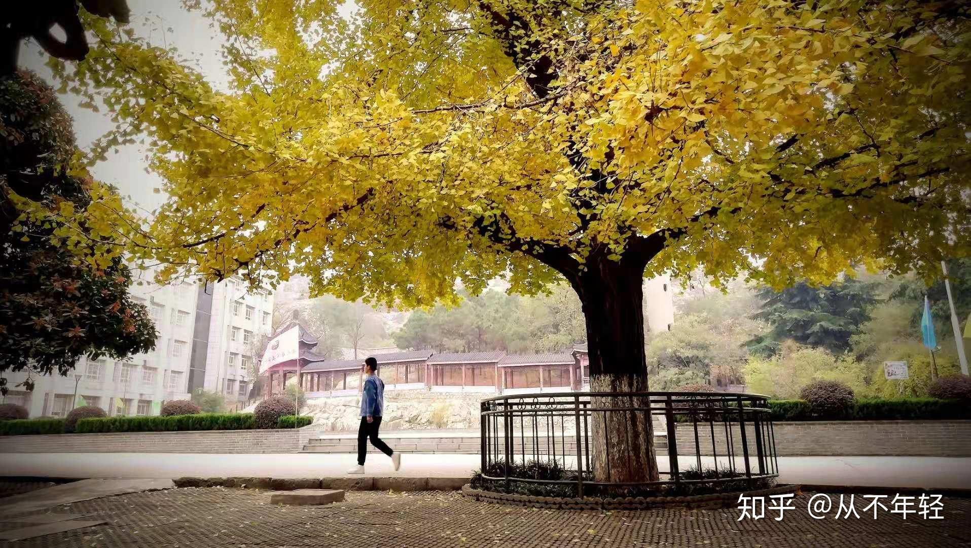 古木银杏好像这里的七仙女,不老松树好像这里的永恒童年.