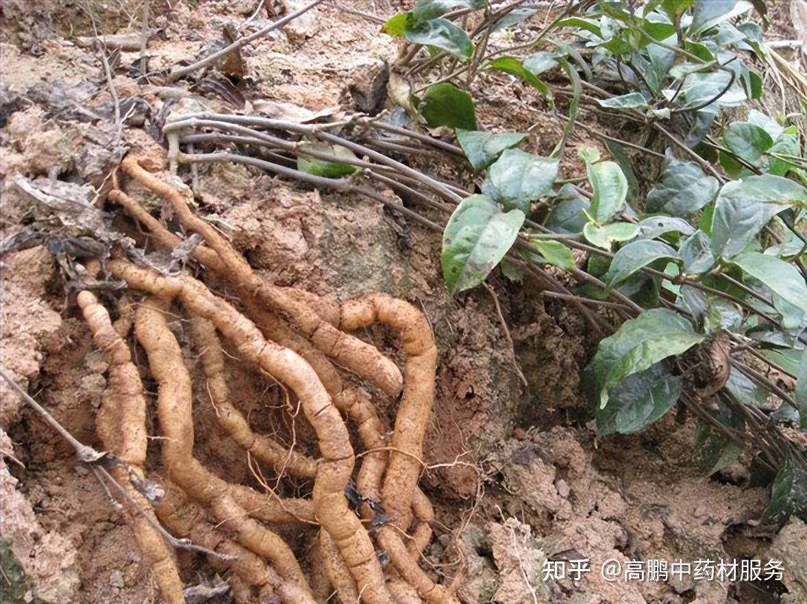 高久恒中药产业链服务平台(联盟)负责人 3人赞同了该文章 巴戟天,行情