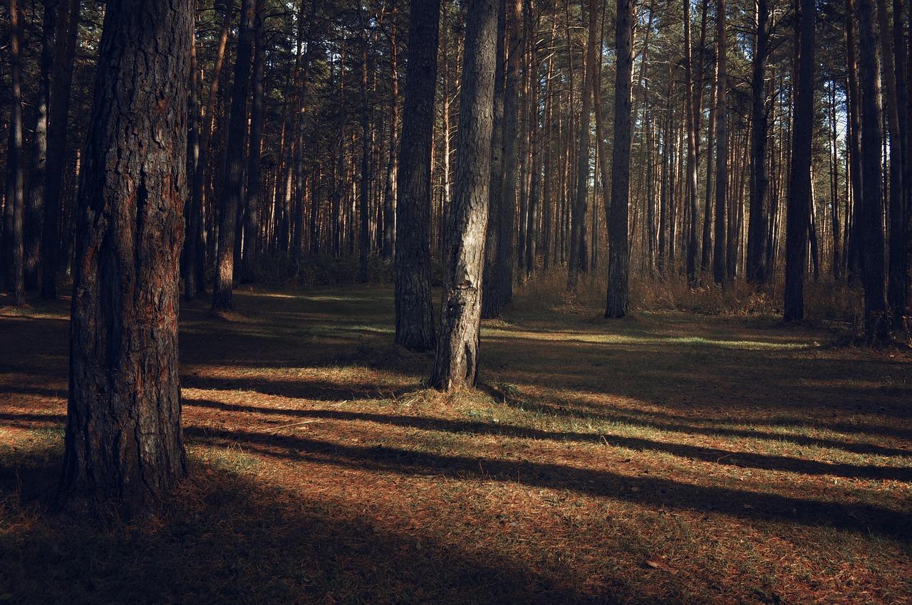 3. 松树耐寒性分析