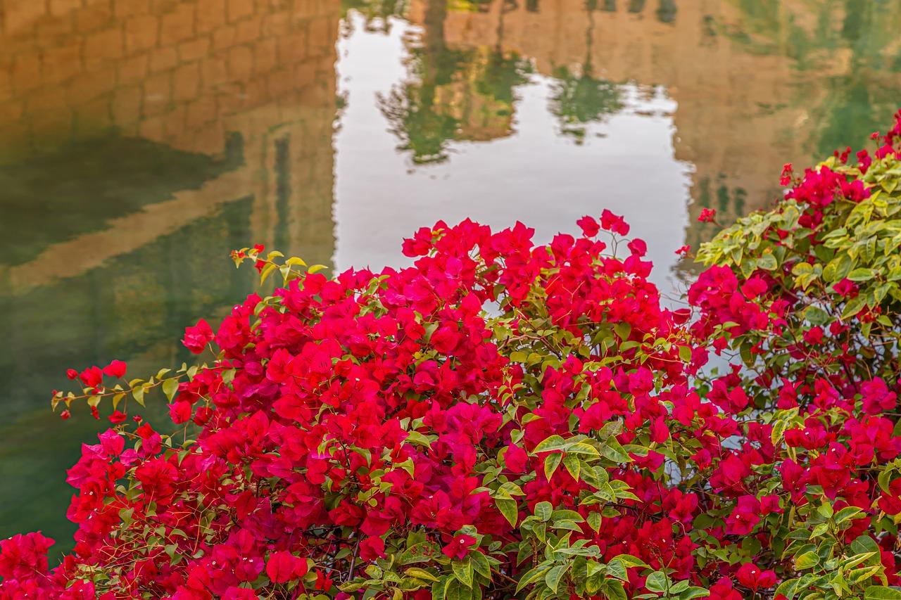 5. 垂丝海棠科研究