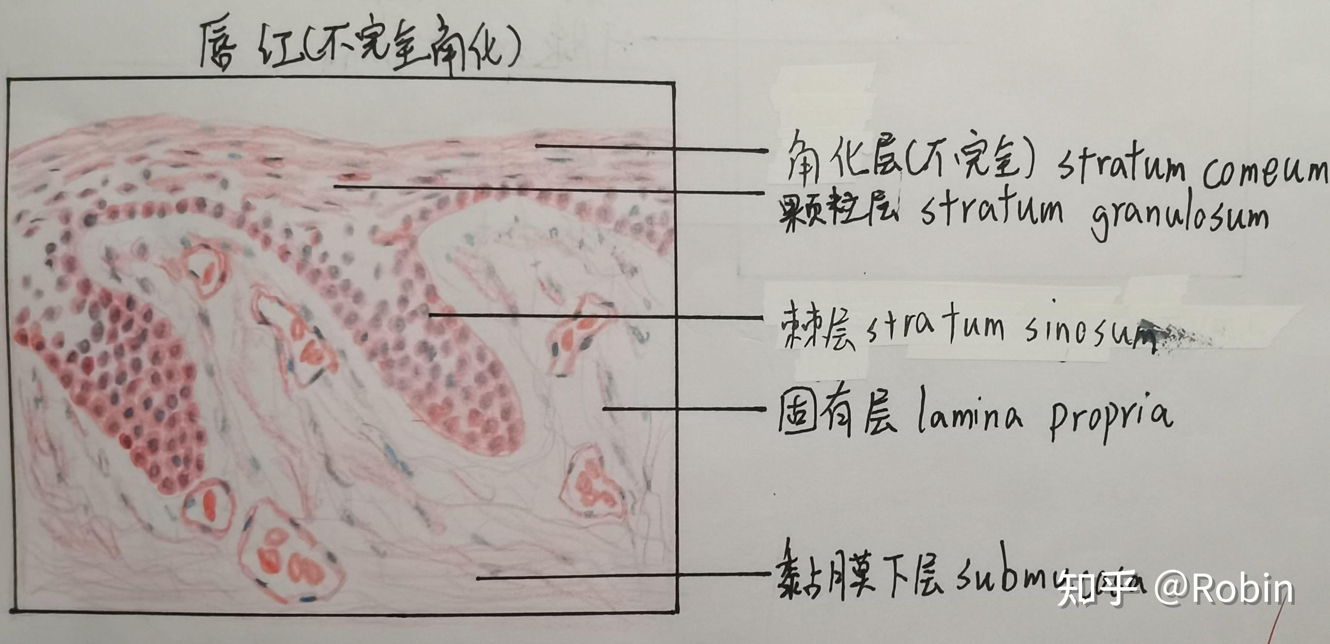 口腔組織胚胎學切片繪圖 - 知乎