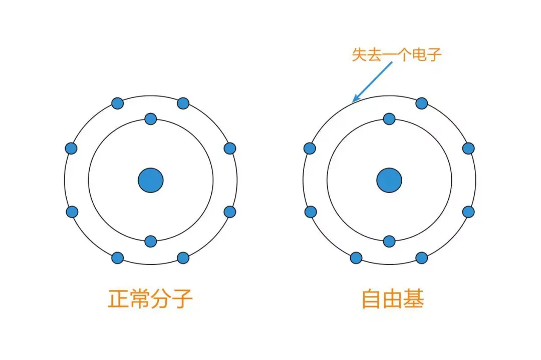 自由基是什么?消灭了就能青春不老么?