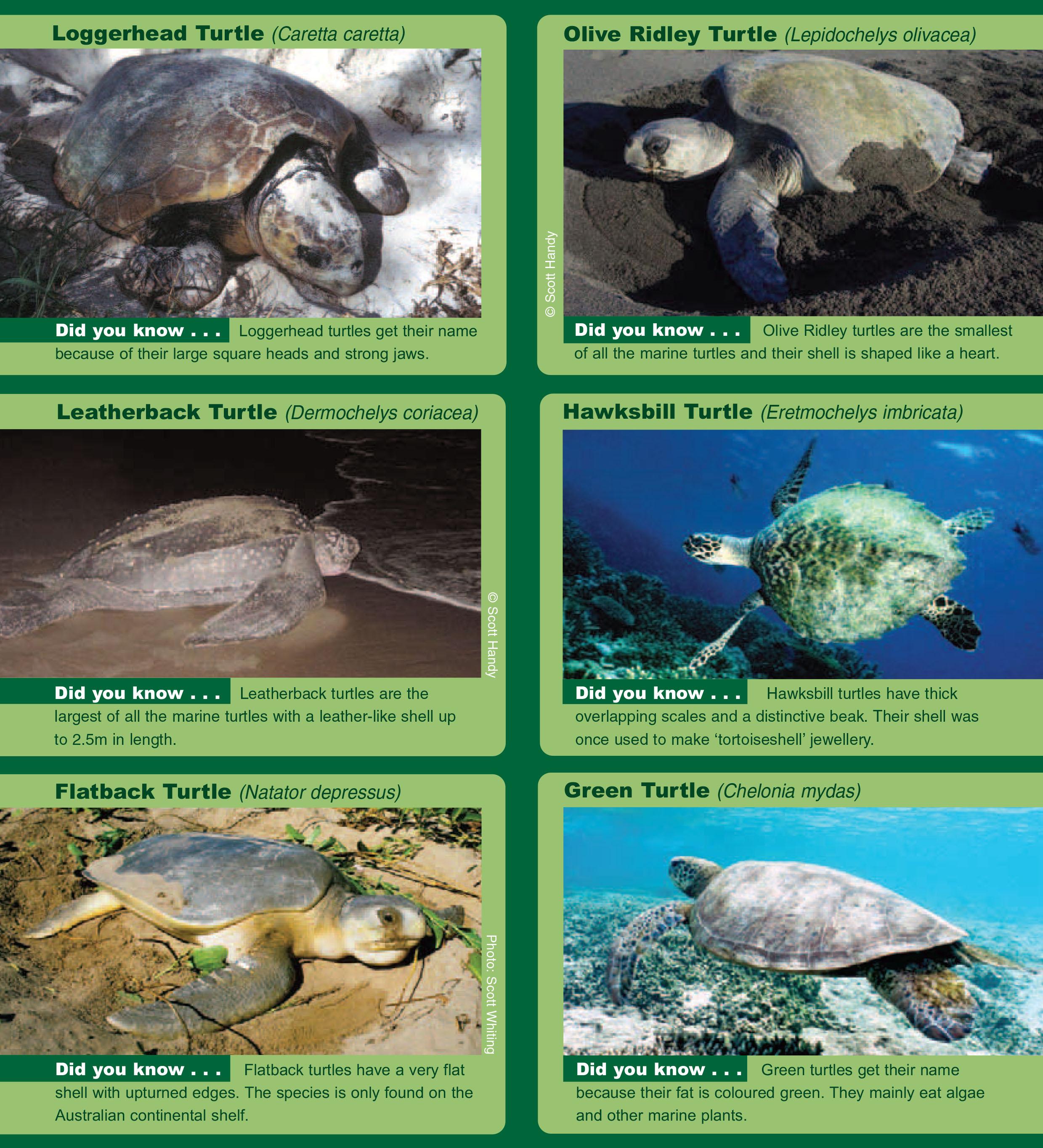 在大堡礁可以看到哪些种类的海龟?