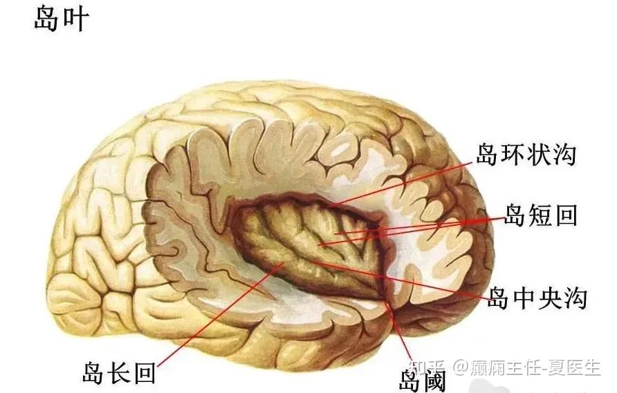 岛叶解剖岛叶可理解为一近似3cm×4cdfam×5cm的倒三角形岛状结构