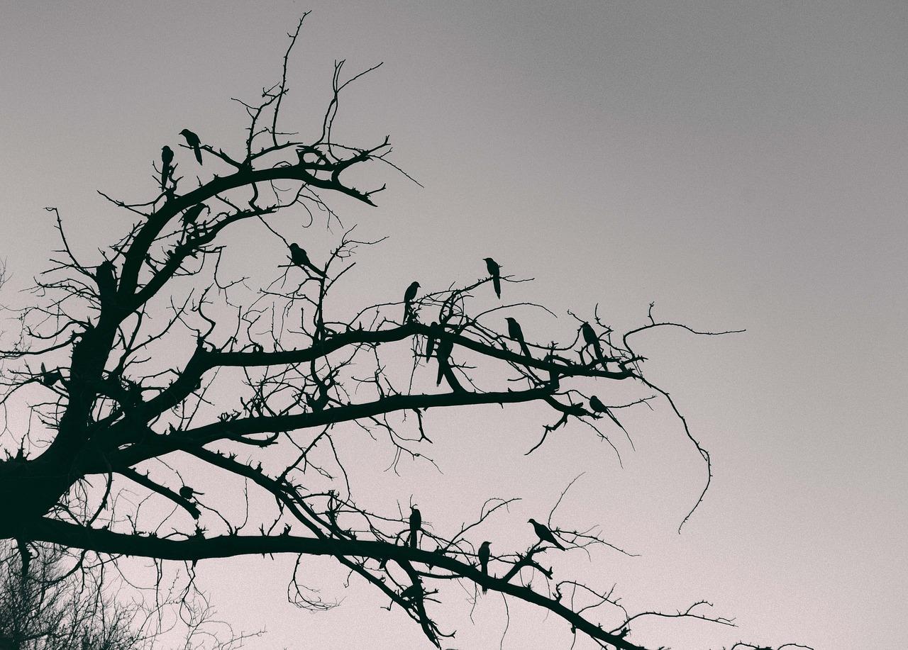 4. 树木养护建议