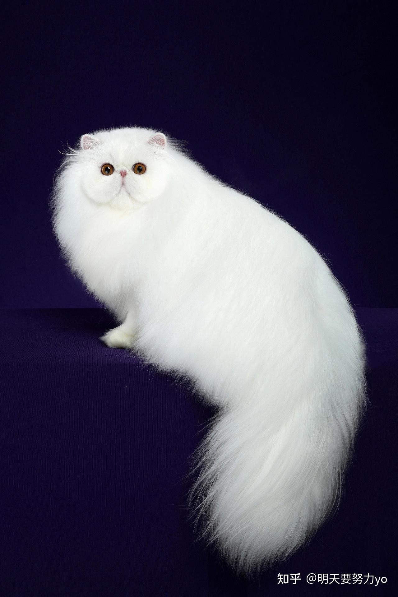 白猫图片大全,白猫壁纸 