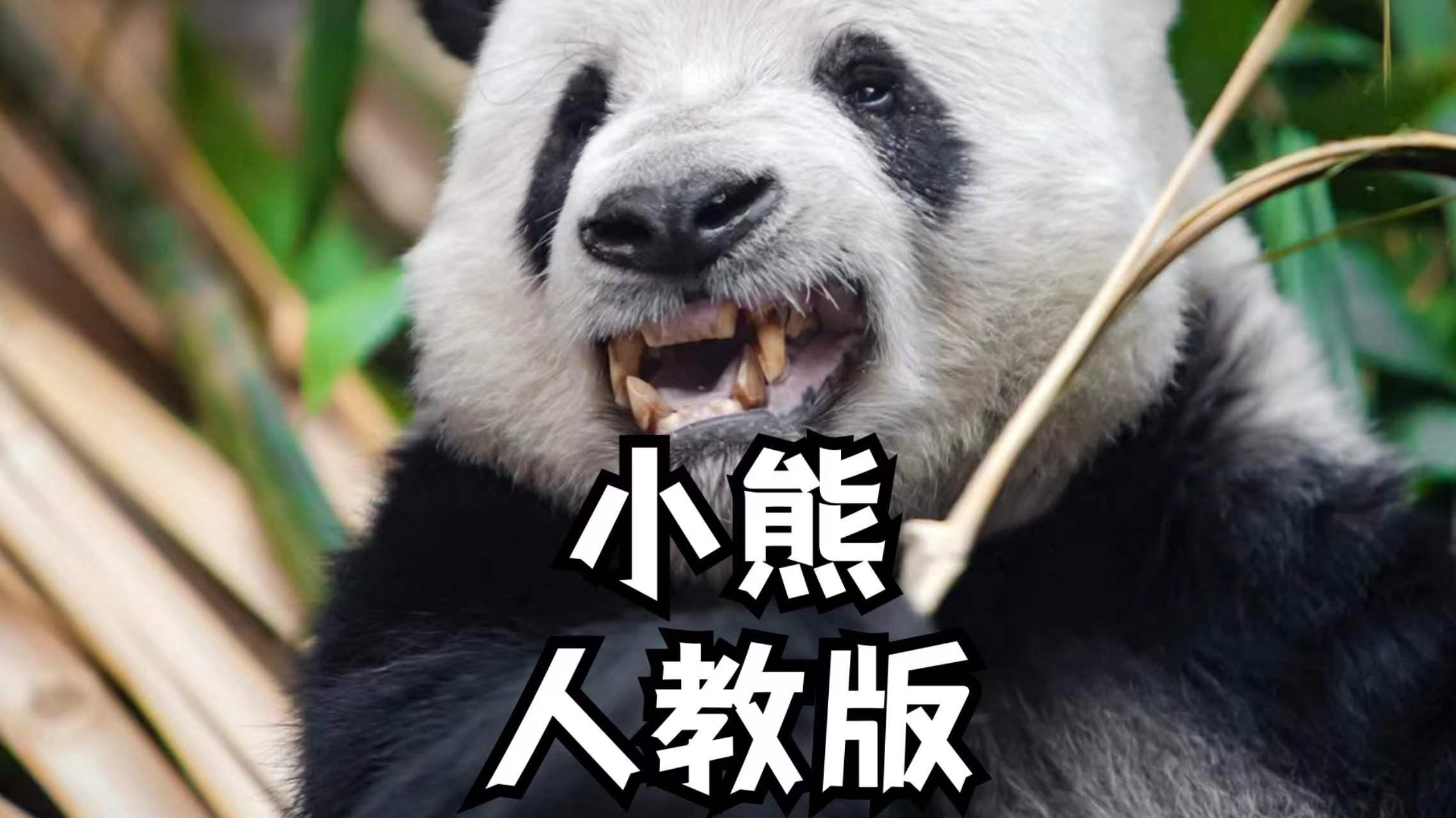 人教版大熊猫竟然多聪明神态和动作都拿捏特到位