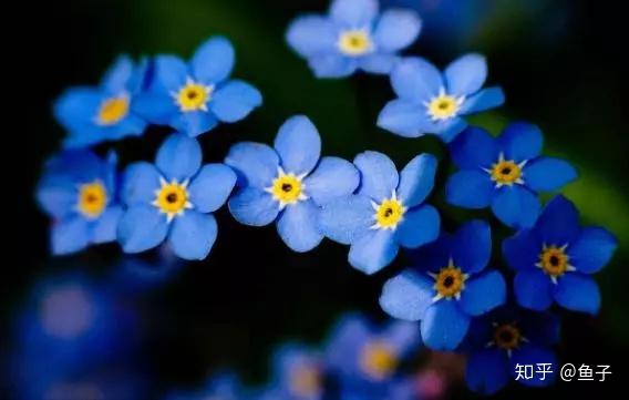 定情之花 勿忘我 的鉴赏养护以及标本制作 知乎