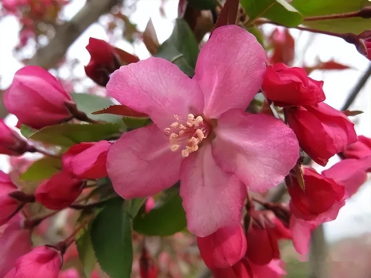 海棠花的品种有哪四种