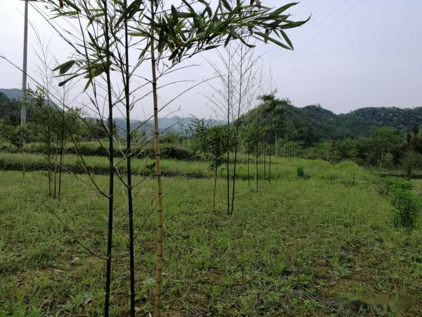 雷竹種植發筍快慢與哪些因素有關? - 知乎