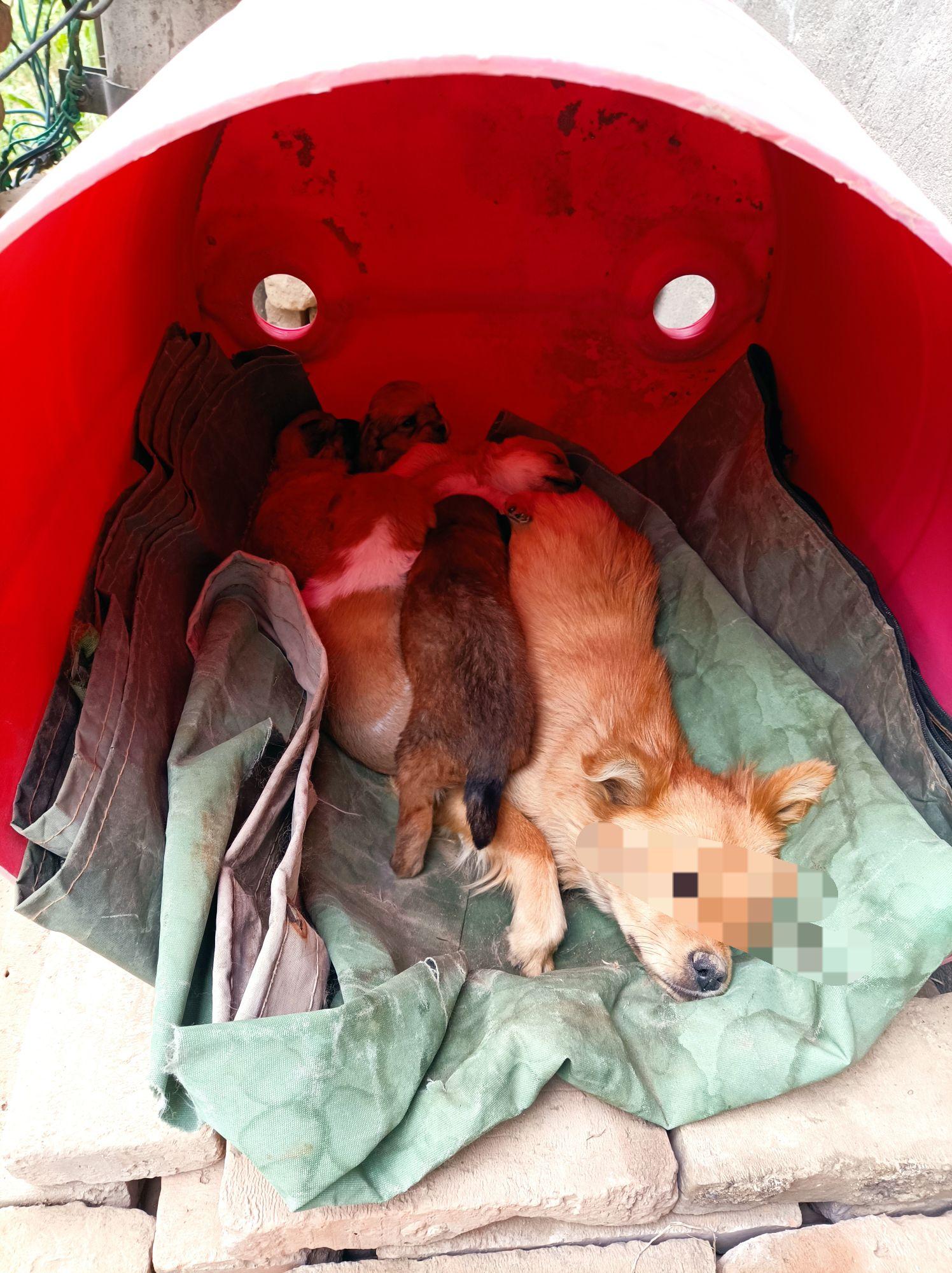 想盖个狗窝需要准备什么材料和都有什么样的搭建方式