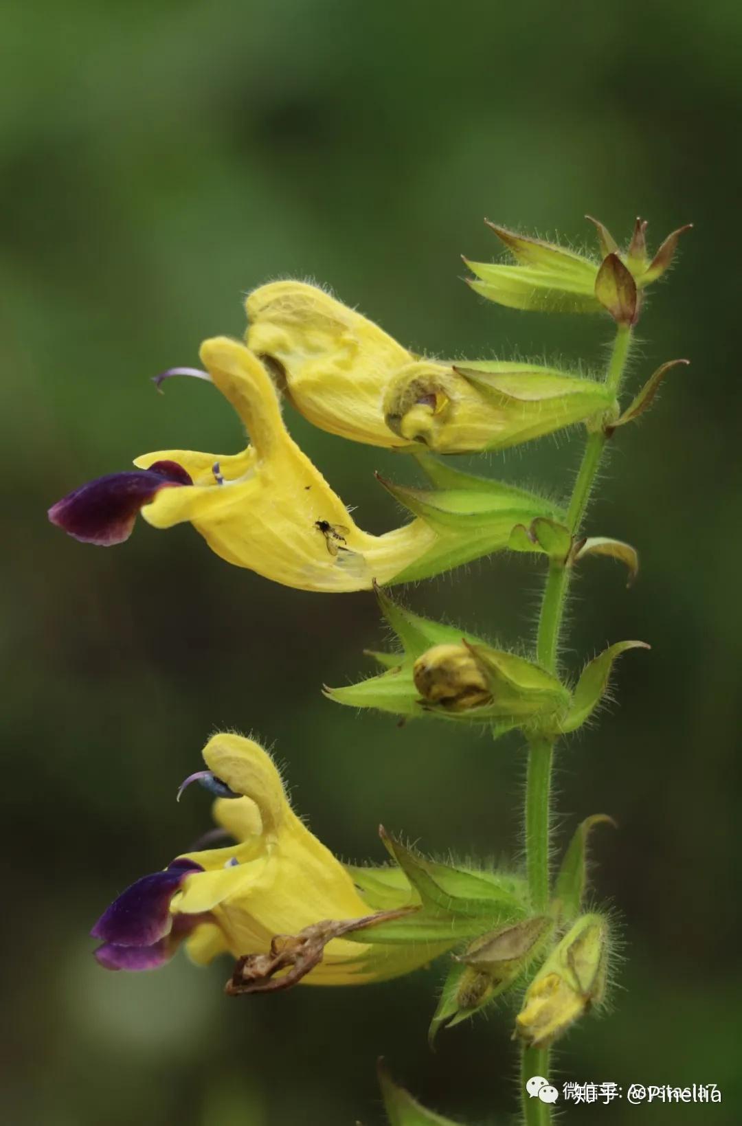 10 大花黄花鼠尾草(salvia flava var