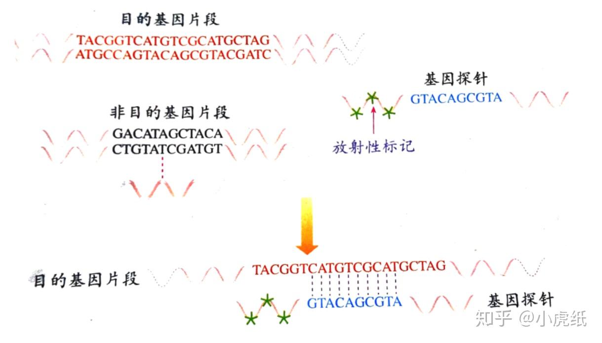 dna探针是什么? - 知乎