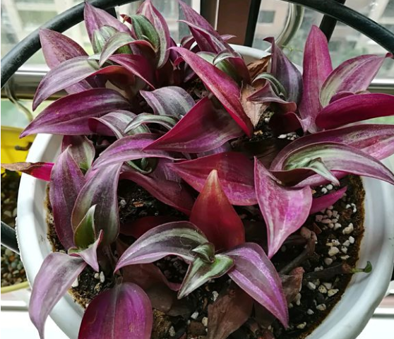 吊竹梅的养殖方法和注意事项(吊竹梅皮实好养)插图(4)