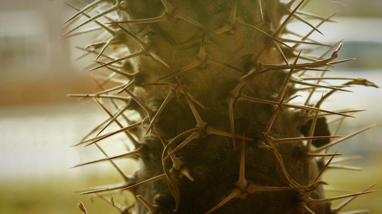 刺猬长多少厘米