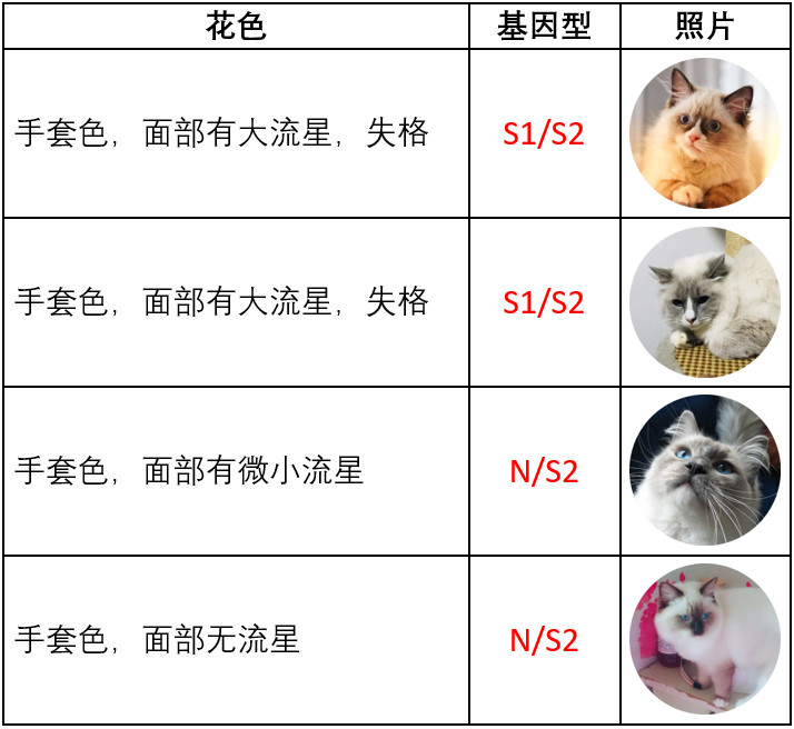 布偶猫花色基因研究进展