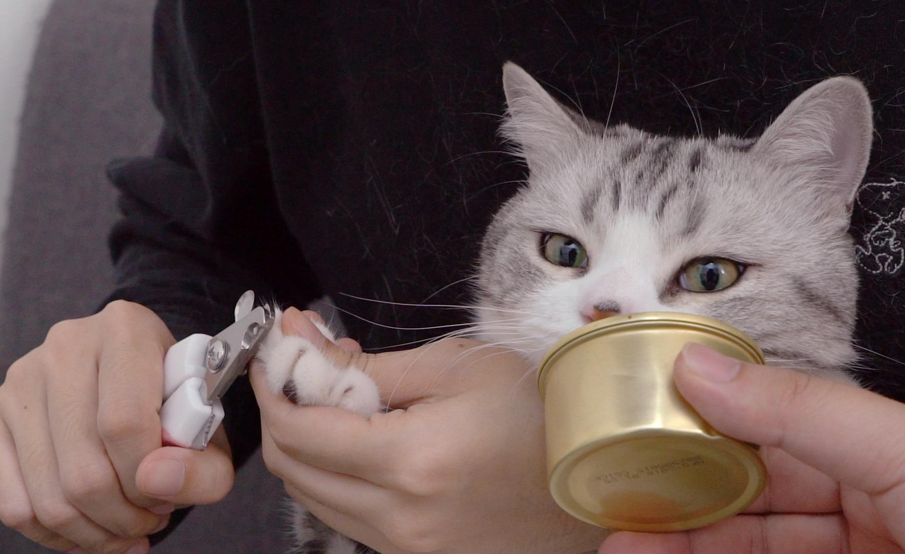第一次给猫剪指甲,有什么好用的小技巧吗?