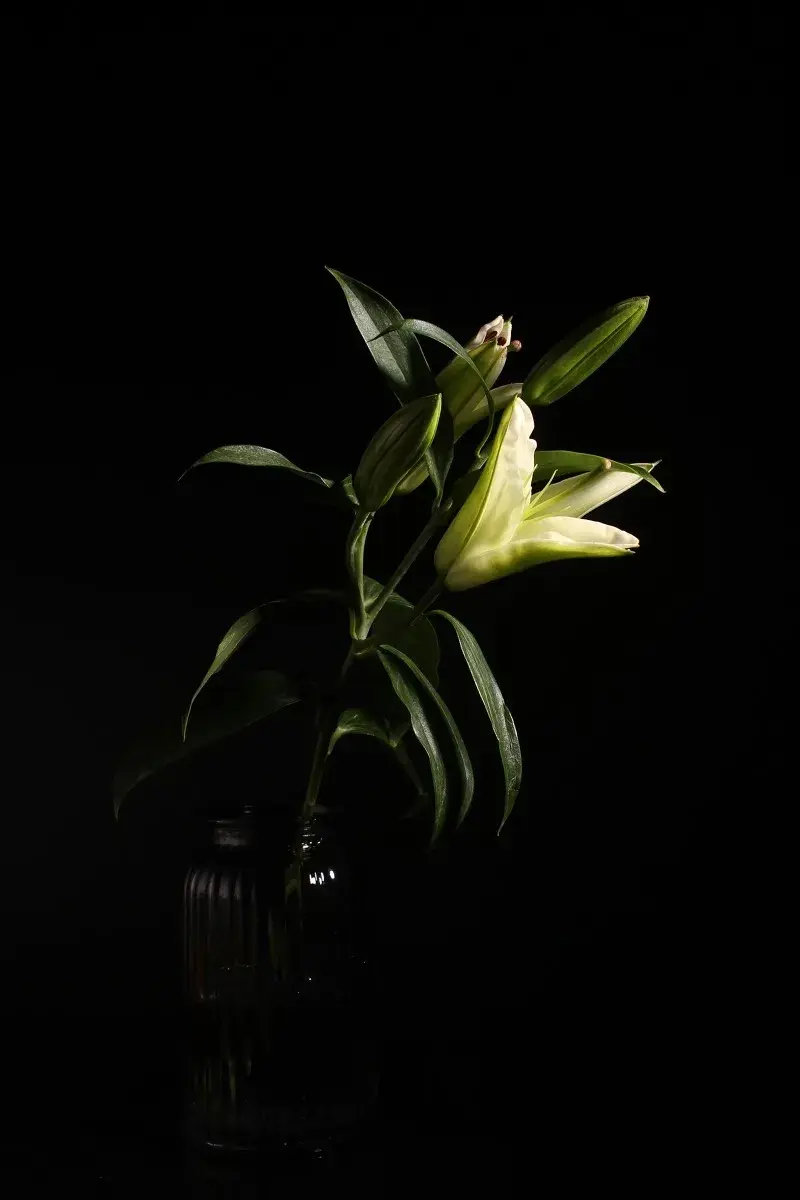 黑色背景花卉壁纸,看日出日落,花谢花开