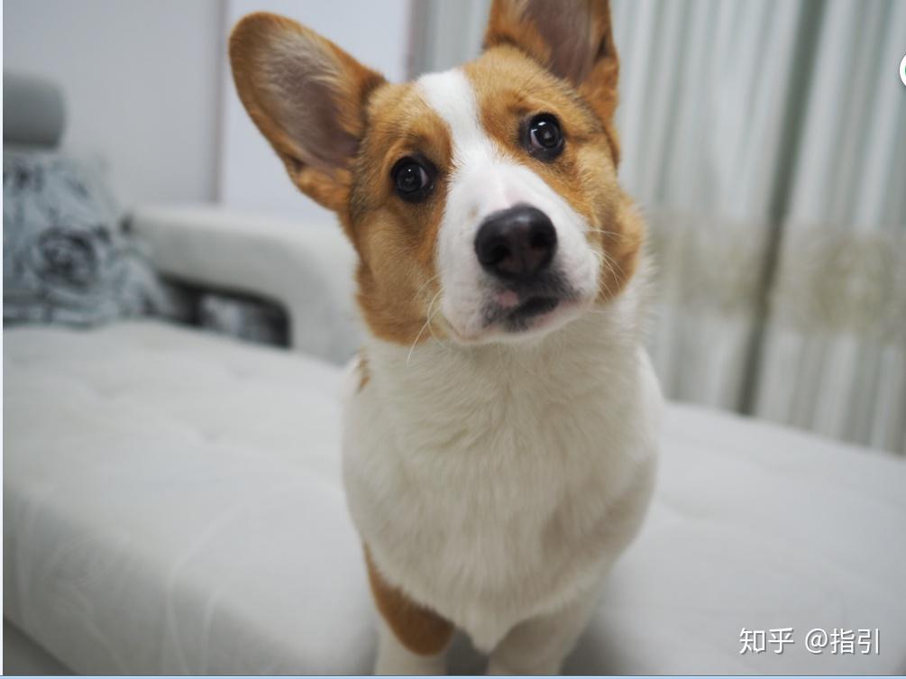 如何判断一只柯基是否失格呢?如果三通不是标