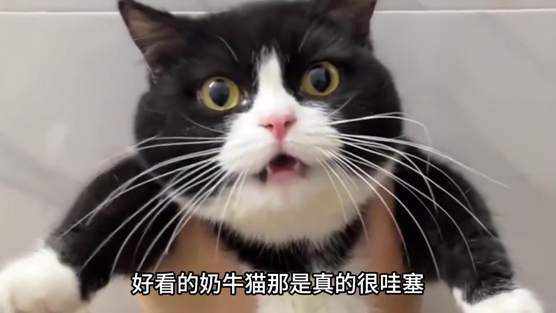 二哈mono猫弄图片