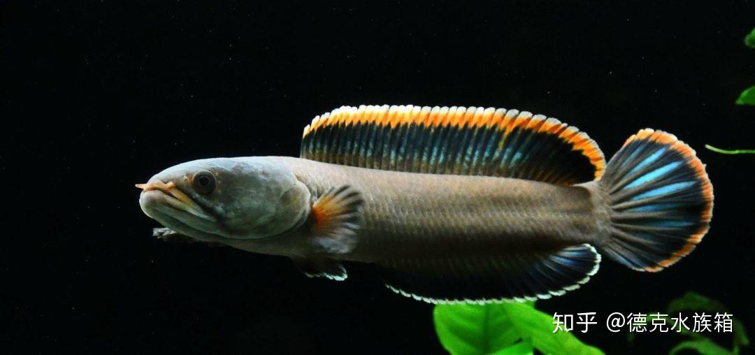 观赏鳢lǐ鱼科普吃不起的生猛河鲜