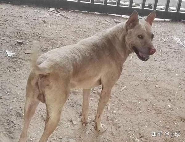 本犬纲目 中国本土狗品种大全 知乎