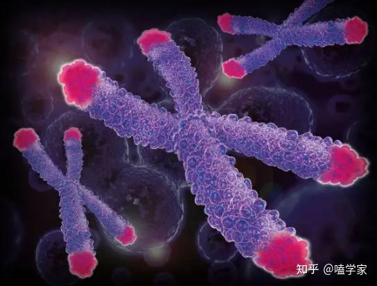 对衰老与“永生”的探索：端粒酶与端粒DNA