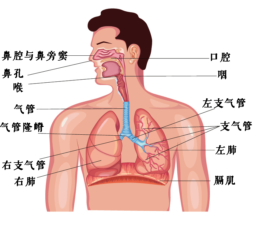 呼吸系统的基本结