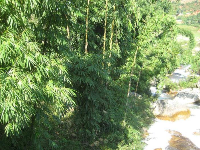 甜龙竹植物非试管高效快繁甜龙竹——蛋白质含量高的竹类品种之一