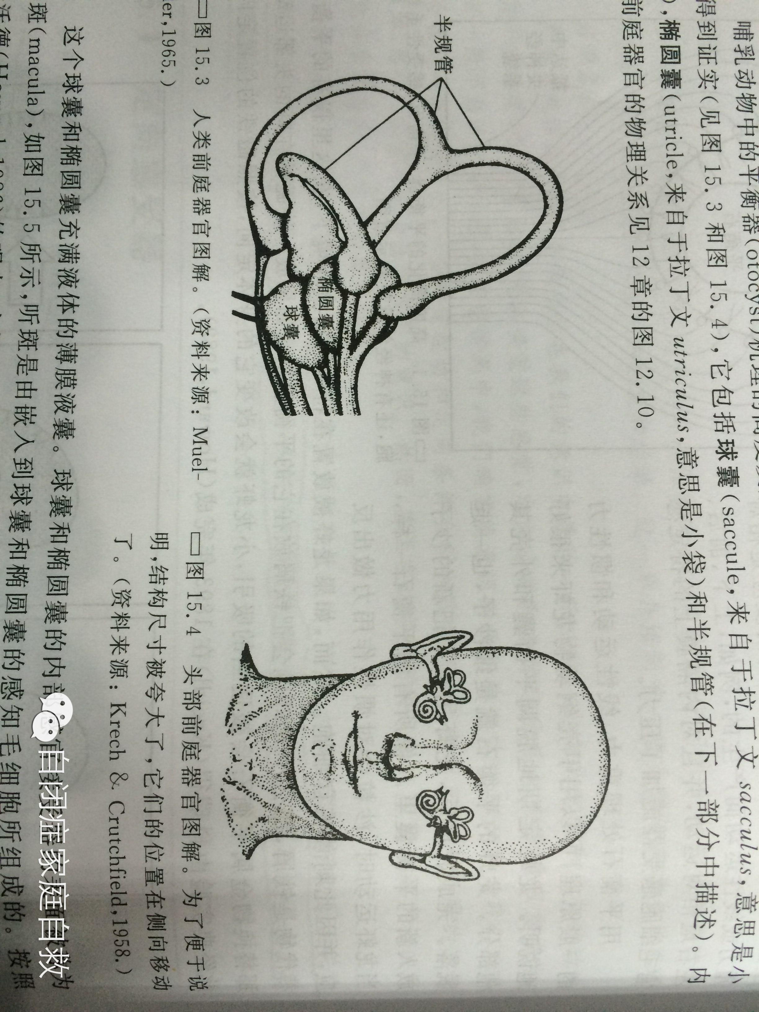 聊聊自闭症孩子的“前庭敏感”问题 - 知乎