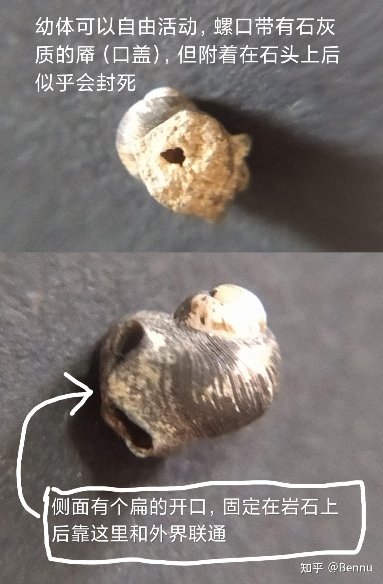 【动物标本】充满谜团的生物——江旋螺 Helicostoa sp. - 知乎