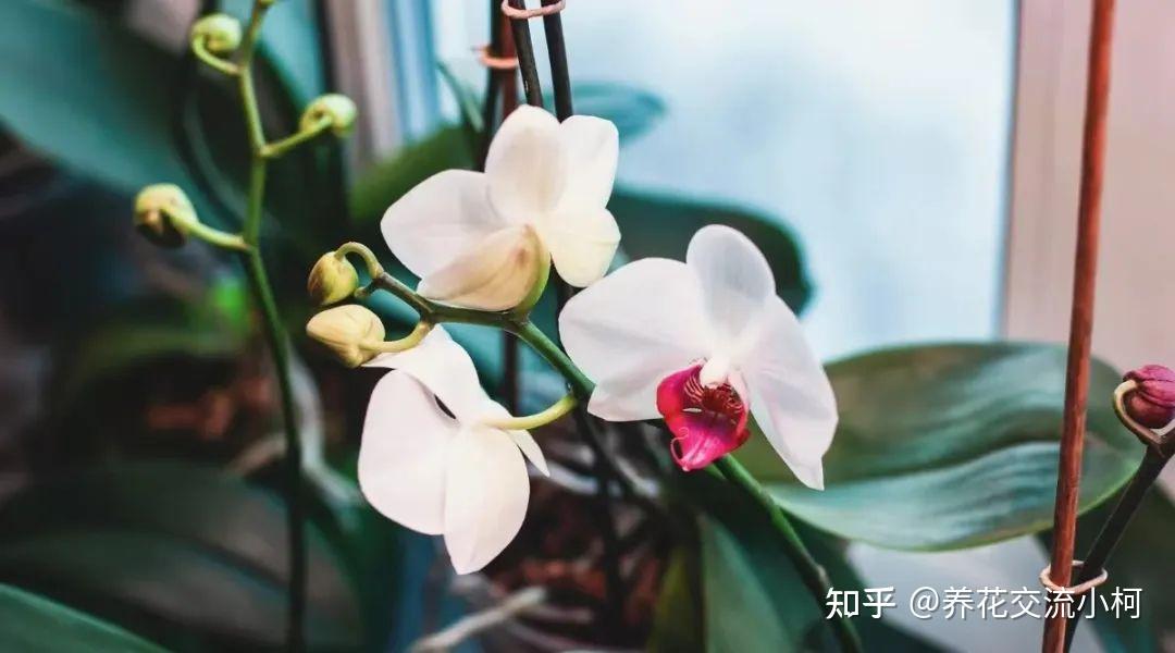 新手养附生兰花，文心兰、蝴蝶兰和石斛兰，这6点做好就够了 - 知乎