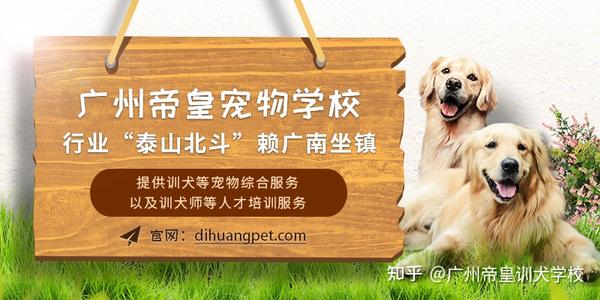 广州训犬 泰山北斗 赖广南 45天专业课程训练纠正金毛狗狗乱扑人习惯 知乎