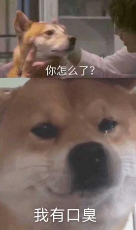狗狗也有龋齿吗 v2-3f991144b4e4d822053eef3d3775c818_b.jpg